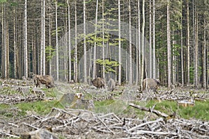 European wood Bison, also Wisent at Rothaarsteig, Sauerland