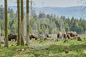 European wood Bison, also Wisent at Rothaarsteig, Sauerland