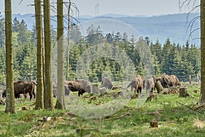 European wood Bison, also Wisent at Rothaarsteig, Sauerland