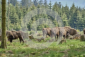 European wood Bison, also Wisent at Rothaarsteig, Sauerland