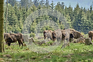 European wood Bison, also Wisent at Rothaarsteig, Sauerland