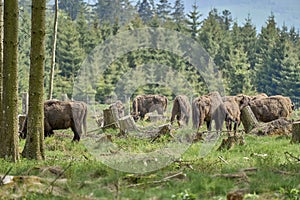 European wood Bison, also Wisent at Rothaarsteig, Sauerland