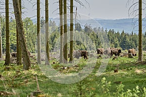 European wood Bison, also Wisent at Rothaarsteig, Sauerland