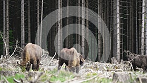 European wood Bison, also Wisent at Rothaarsteig, Sauerland