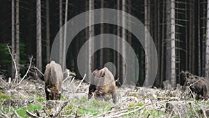 European wood Bison, also Wisent at Rothaarsteig, Sauerland