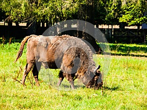 European wood bison in Bialowieza primeval forest