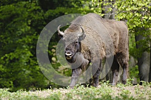 European wood bison Wisent, Bison bonasus in the forest