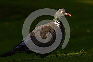 European Wood pigeon, Columba palumbus