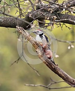 European woodpecker or Dendrocoptes medius sitting on the branch in the woods.