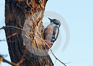 European woodpecker or Dendrocoptes medius sitting on the branch in the woods.