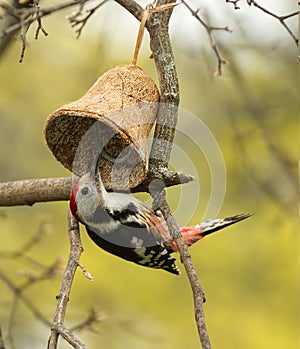 European woodpecker or Dendrocoptes medius sitting on the branchand eating from the bird feeder.