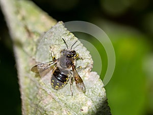 European wool carder bee - Anthidium manicatum - on Lambs ears - Stachys byzantina