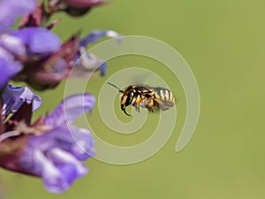 European wool carder bee in flight approaching a purple flower