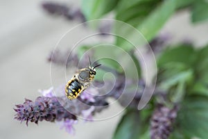 European wool carder bee in flight approaching a purple flower