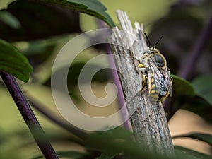 European wool carder bee sitting on a broken stem