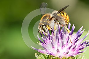 European Woolcarder - Anthidium manicatum