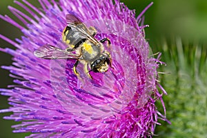 European Woolcarder Bee - Anthidium manicatum