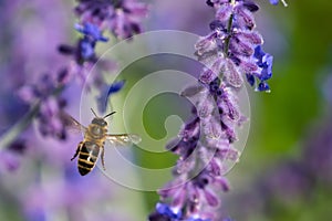 European worker Honey Bee Apis mellifera in flight