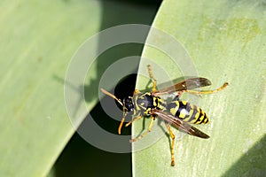 European yellow-black wasp sits on a green leaf. View from above. Also known as Yellowjacket