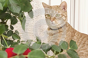 European yellow ginger domestic cat sitting on the windowsill from home