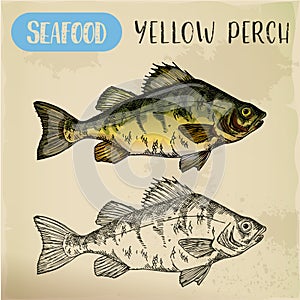 European yellow perch sketch. Fish, seafood