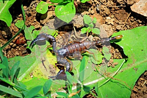 European yellow tailed scorpion - Euscorpius flavicaudis