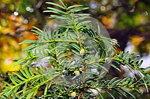 European yew (Taxus baccata) with green immature cones