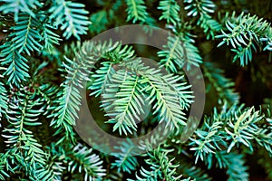 European yew tree, Taxus baccata evergreen yew close up toned, poisonous plant with toxins alkaloids