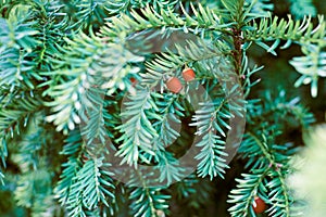 European yew tree, Taxus baccata evergreen yew close up toned, poisonous plant with toxins alkaloids