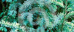 European yew tree, Taxus baccata evergreen yew close up toned, poisonous plant with toxins alkaloids