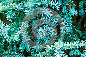 European yew tree, Taxus baccata evergreen yew close up toned, poisonous plant with toxins alkaloids