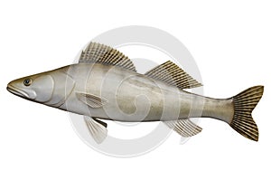 European Zander photo