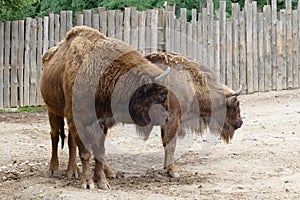 Europen bison photo