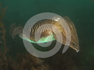 Europen Cuttlefish photo
