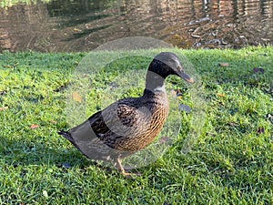 Europen mallard duck standing on the grass