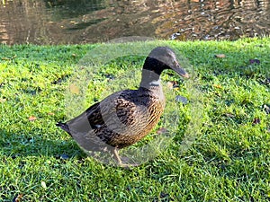 Europen mallard duck standing on the grass