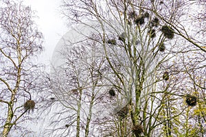 Europen mistletoe in autumn, attached to their host birch tree