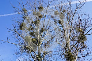 Europen mistletoe in winter, attached to their host maple tree