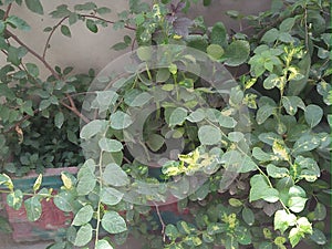 COTINUS COGGYGRIA PLANT