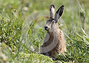 Europese Haas, European Hare, Lepus europaeus