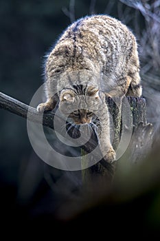 Europese Wilde Kat, European Wild Cat, Felis silvestris