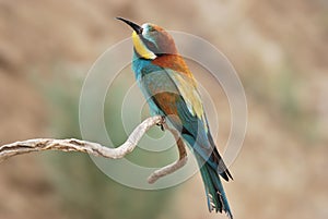 Europian Bee Eater