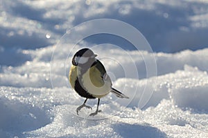 Europian big tit mouse on spring snow