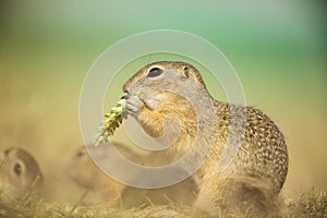 Europian Ground Squirrel