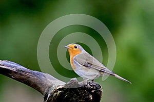 Europian Robin