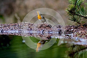 Europian Robin photo