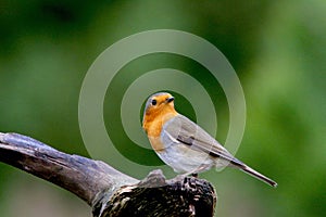 Europian Robin