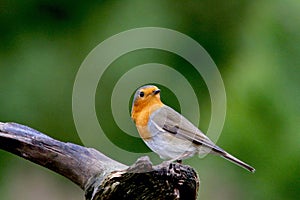 Europian Robin photo