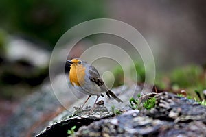 Europian Robin