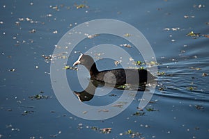 Eurusian Coot(Fulica atra Linnaeus) is swimming in nature of